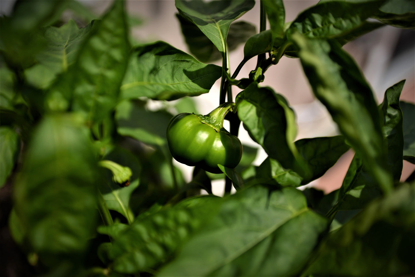 50 Organic Sheepnose Pimento Pepper (Capsicum Annuum) Seeds