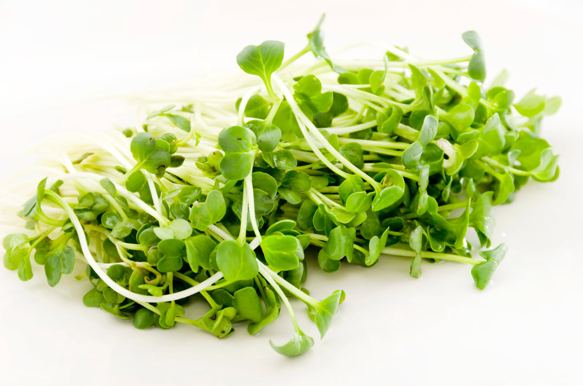 White Icicle Radish (Raphanus sativus) Seeds – 1,250 ct