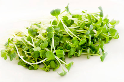 White Icicle Radish (Raphanus sativus) Seeds – 1,250 ct