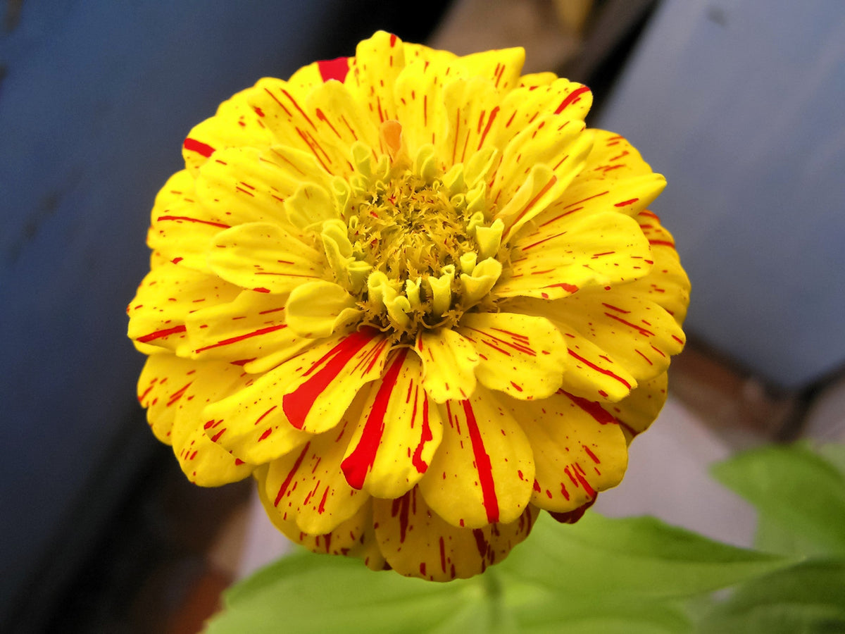 Candy Stripe Zinnia Mix (Zinnia elegans) Seeds – 150 ct