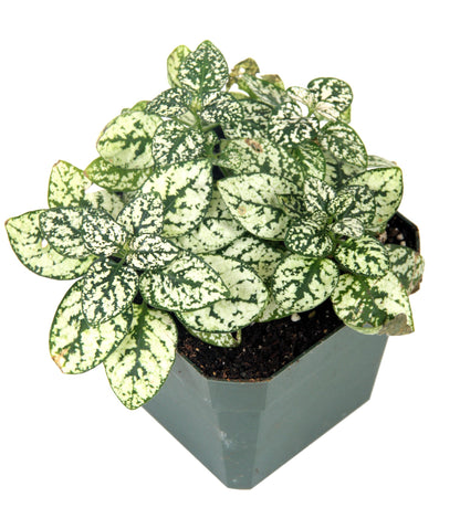 10 Dwarf White Polka Dot Plant (Hypoestes Phyllostachya) Seeds