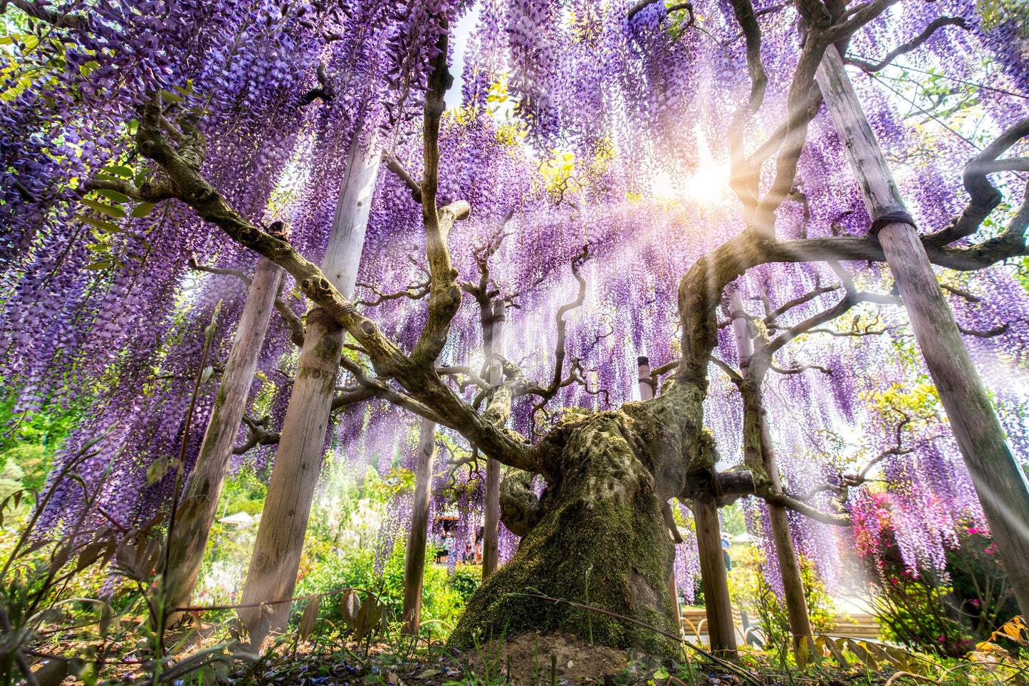 5 Japanese Wisteria (Wisteria Floribunda) Seeds