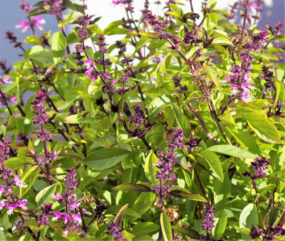 1000 Cinnamon Basil (Ocimum Basilicum) Seeds