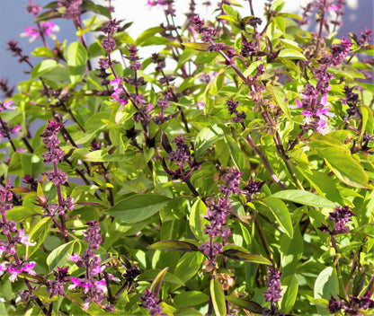 1000 Cinnamon Basil (Ocimum Basilicum) Seeds