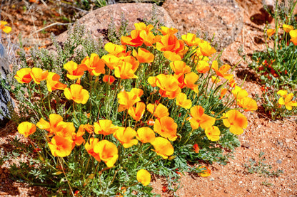 1000 Dwarf Yellow California Poppy (Eschscholzia Caespitosa) Seeds