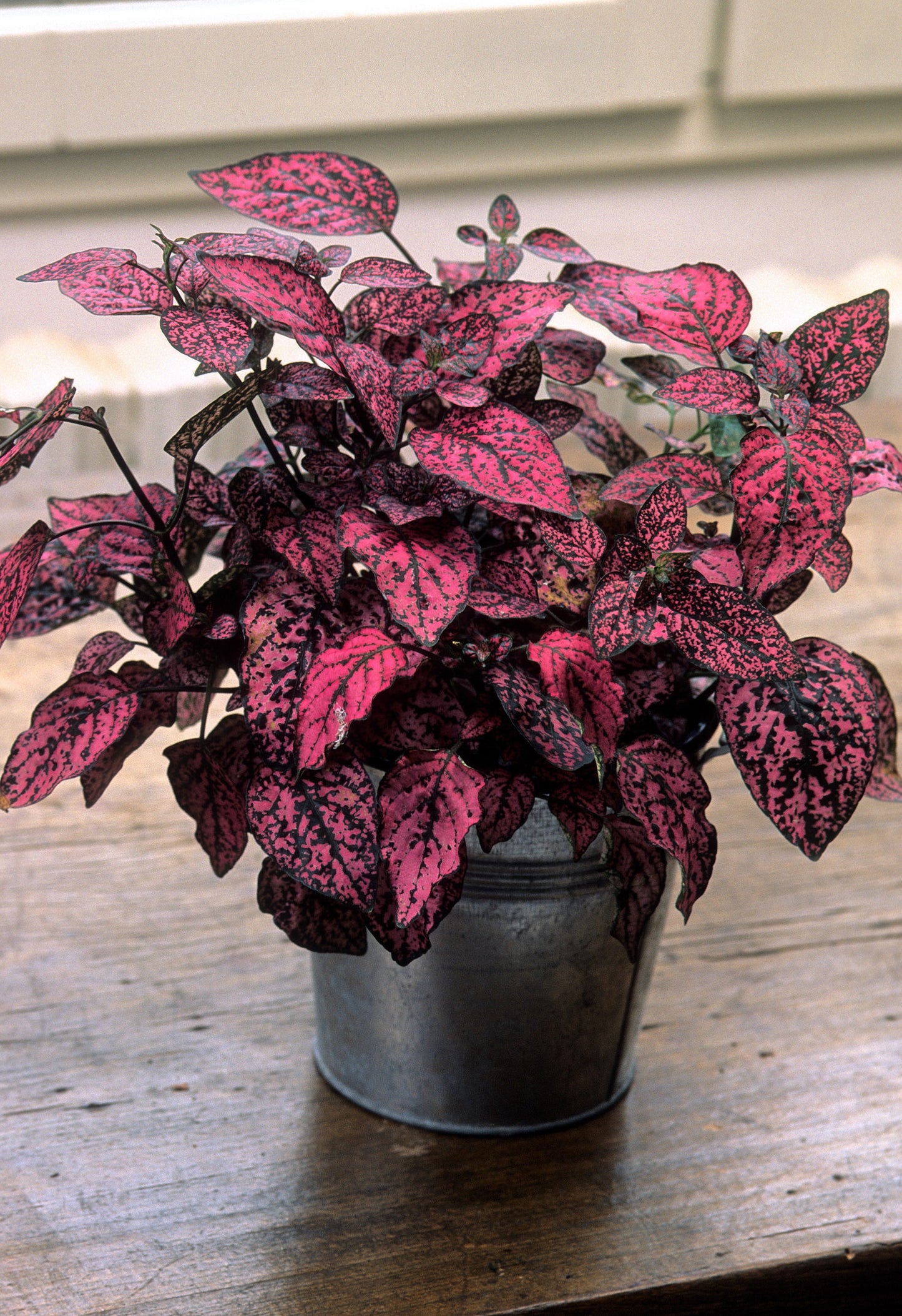10 Dwarf Rose Polka Dot Plant (Hypoestes Phyllostachya) Seeds