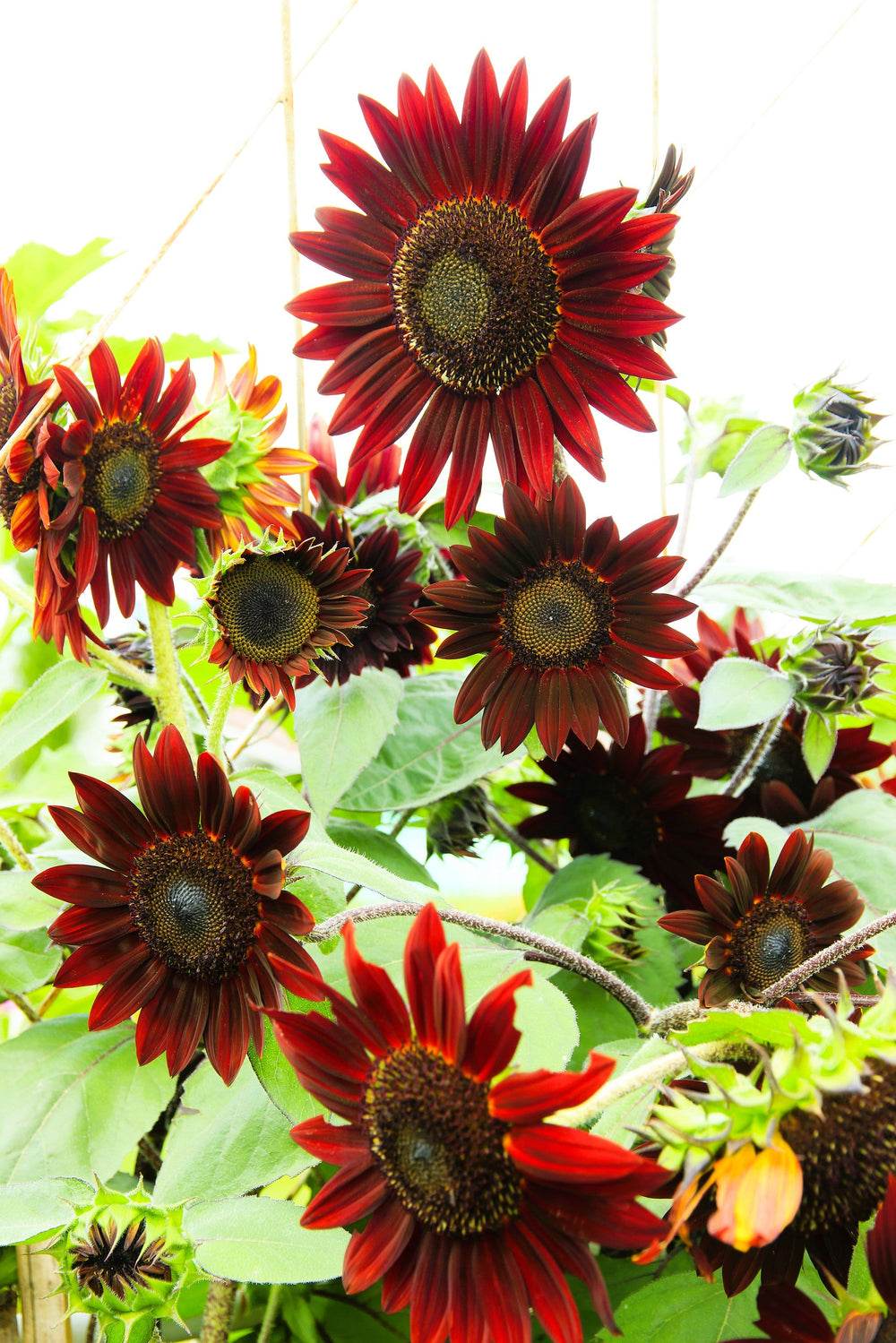 25 Velvet Queen Sunflower (Helianthus Annuus) Seeds