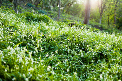 20 Ramp / Wild Leek (Allium Tricoccum) Seeds