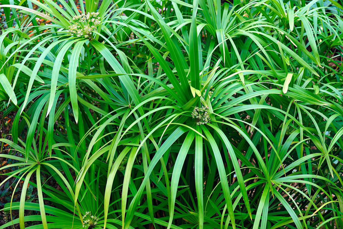 50 UMBRELLA PALM TREE Cyperus Involucratus Papayrus Sedge Seeds