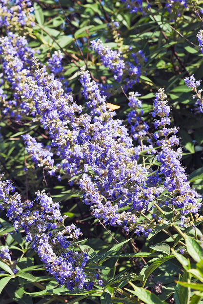 25 CHASTE BERRY TREE Vitex Agnus Castus Monk's Pepper Purple Fragrant Flower Seeds
