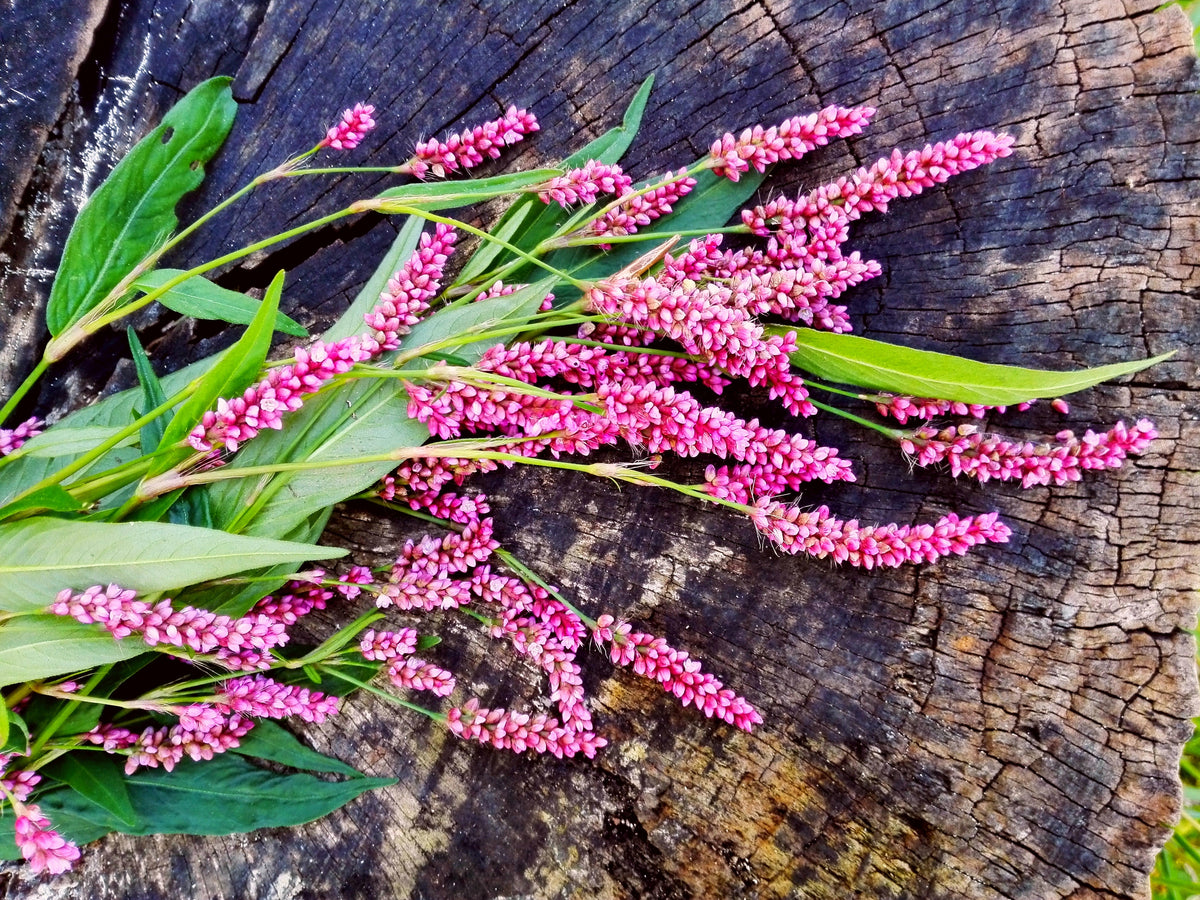 100 PINKWEED Smartweed Pink Knotweed Polygonum Wetland Flower Herb Seeds