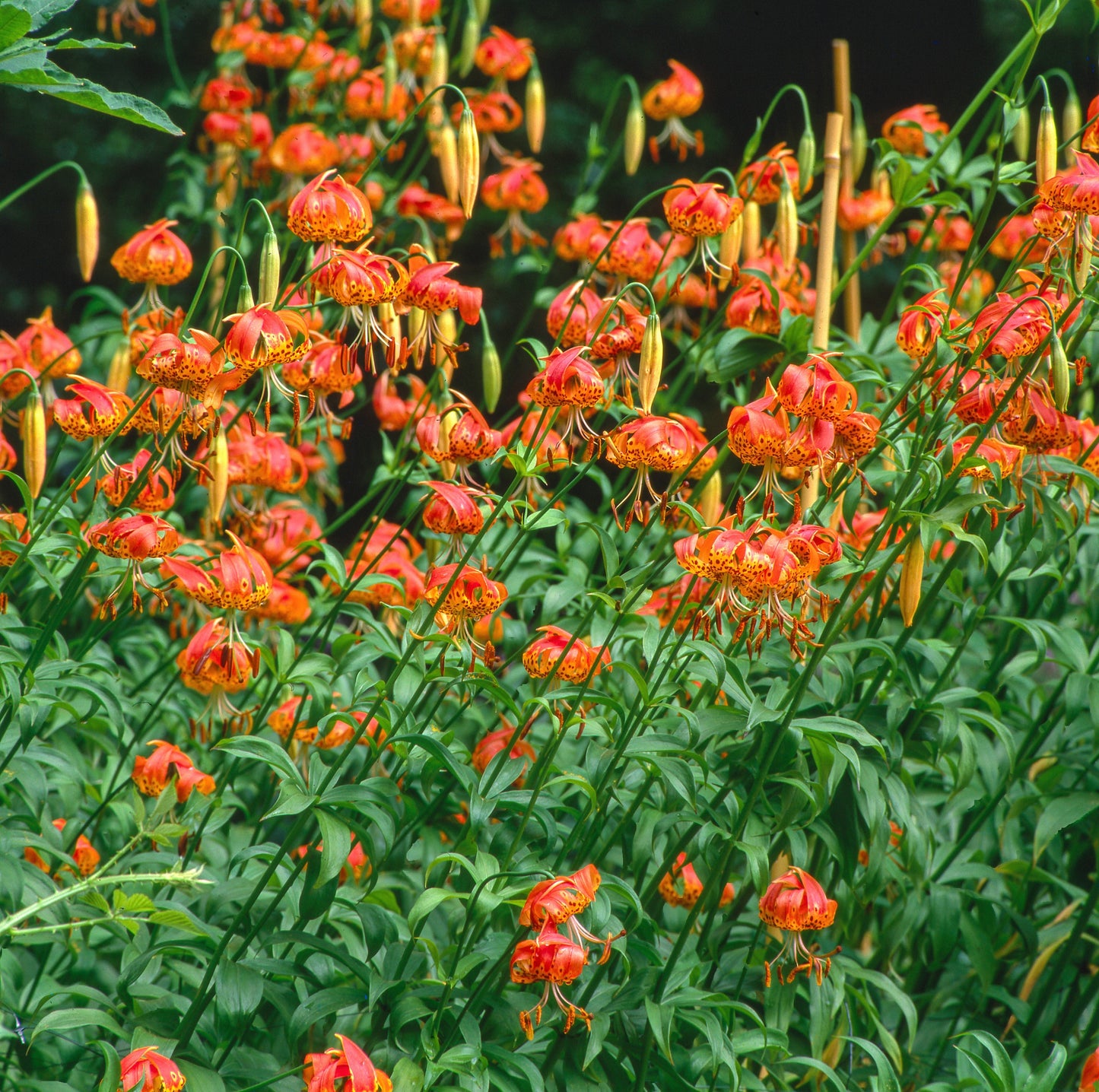 15 Western Hybrid Lily (Lillium Western Hybrids) Seeds