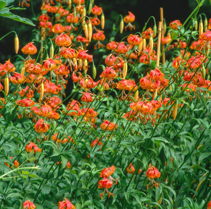15 Western Hybrid Lily (Lillium Western Hybrids) Seeds