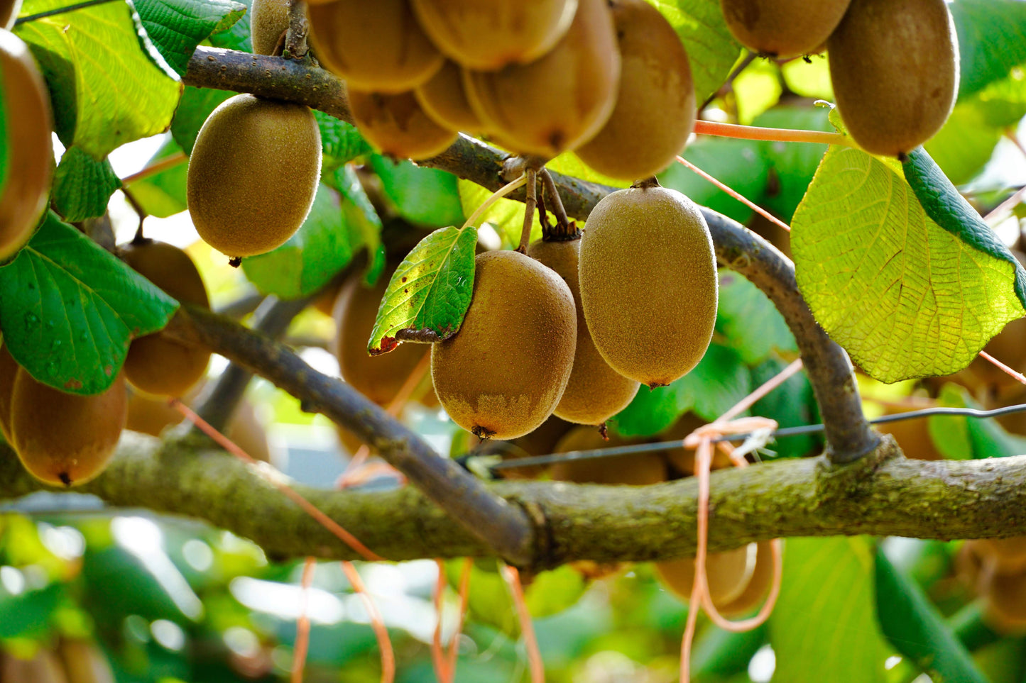50 Golden Kiwi Fruit (Actinidia Chinensis) Seeds