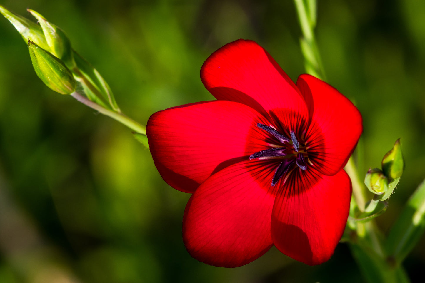 800 Red Drummond Phlox (Phlox Drummondii) Seeds