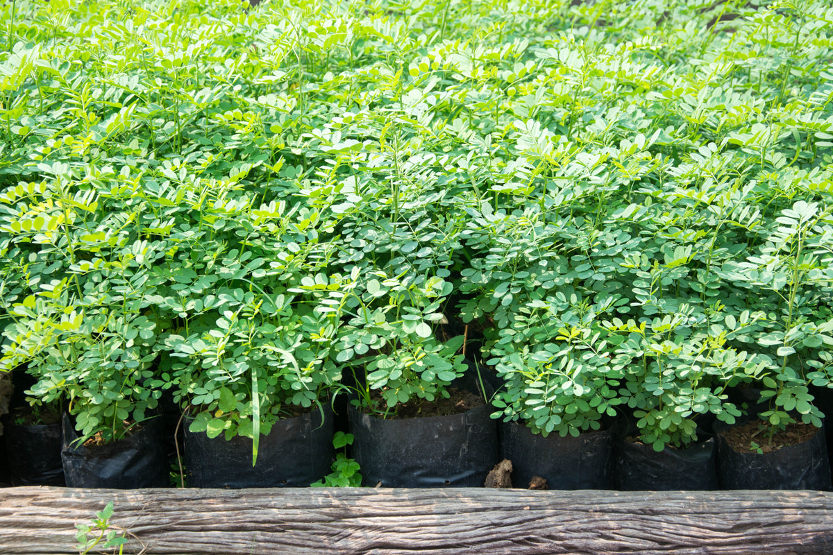 True Indigo (Indigofera tinctoria) Seeds – 50 ct