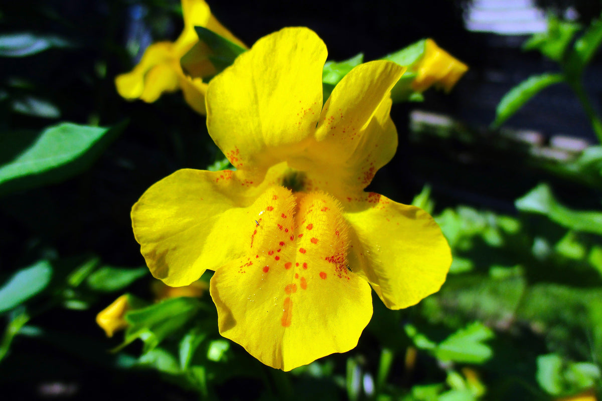 Yellow Monkey Flower (Mimulus guttatus) Seeds – 250 ct