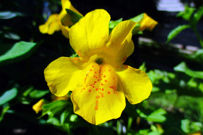 Yellow Monkey Flower (Mimulus guttatus) Seeds – 250 ct