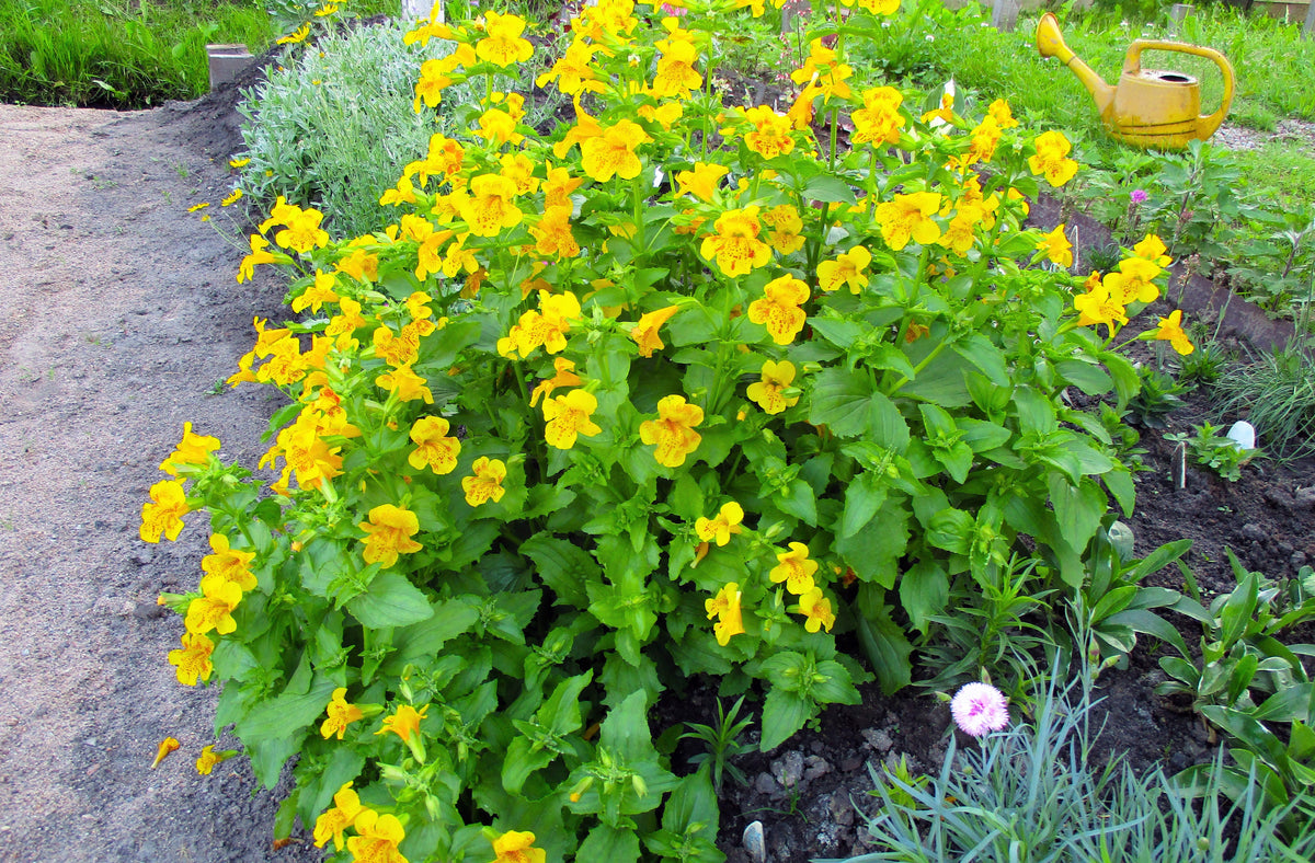 Yellow Monkey Flower (Mimulus guttatus) Seeds – 250 ct