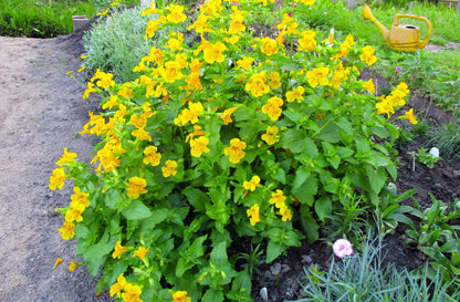 Yellow Monkey Flower (Mimulus guttatus) Seeds – 250 ct