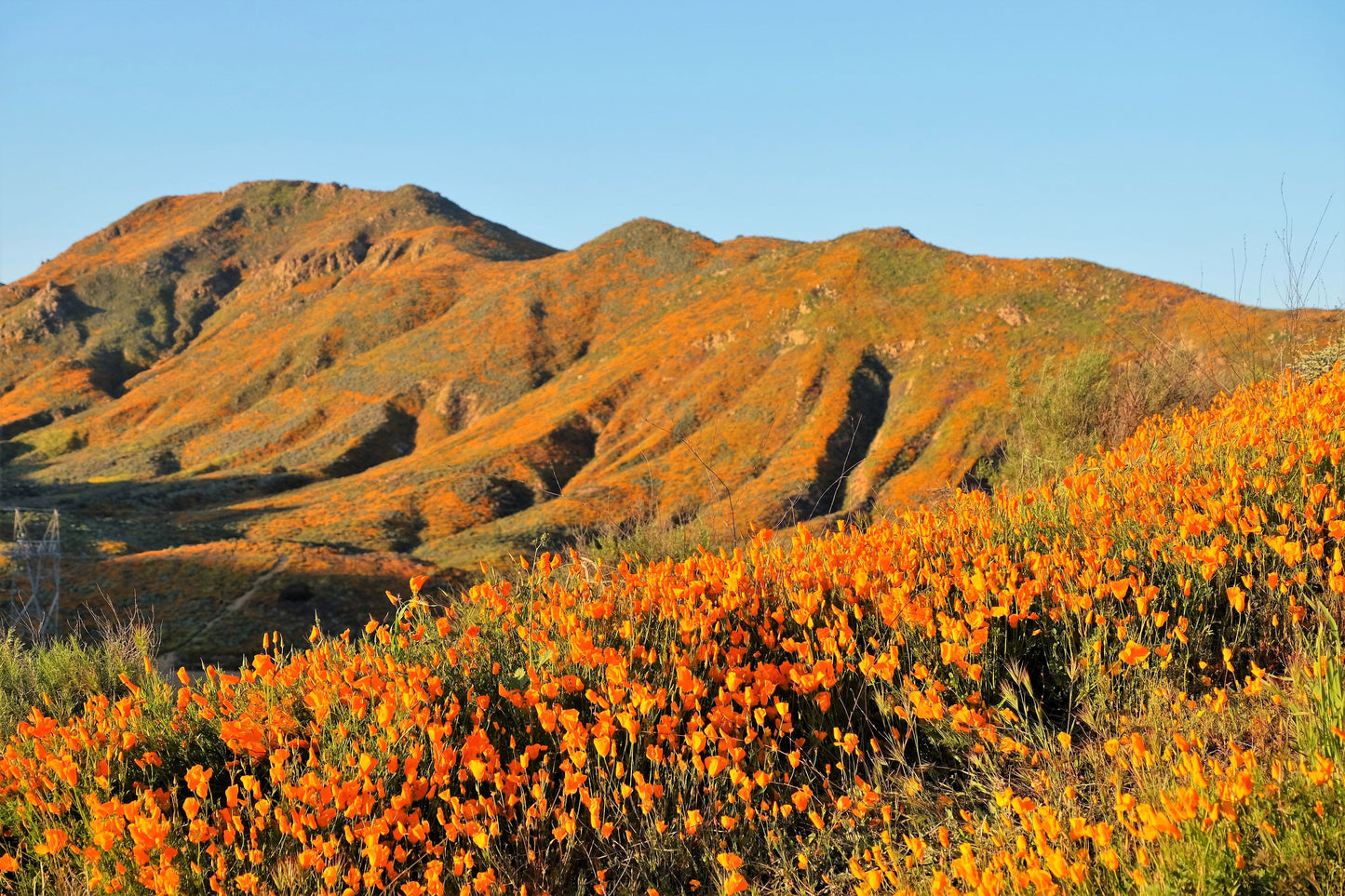1000 Orange California Poppy (Eschscholzia Californica) Seeds