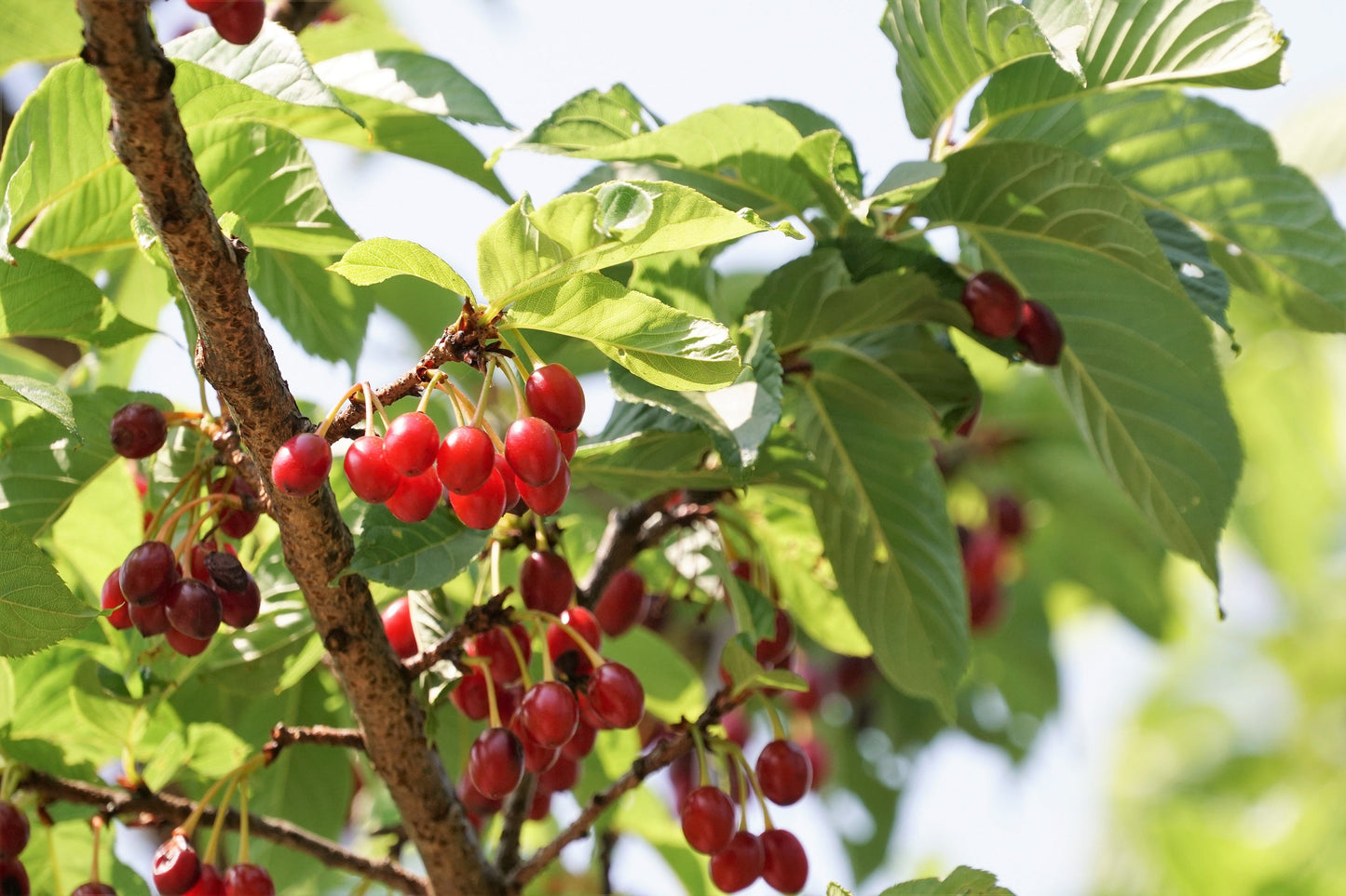 5 Himalayan Cherry (Prunus Cerasoides) Seeds