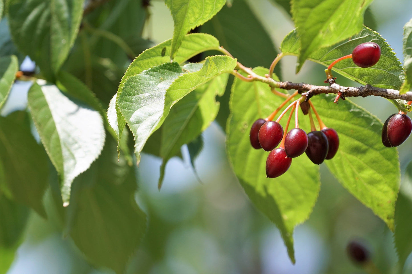 5 Himalayan Cherry (Prunus Cerasoides) Seeds