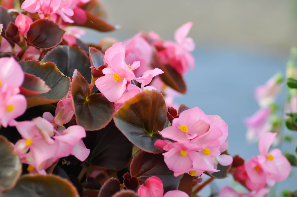 Mixed Wax Begonia (Begonia semperflorens) Seeds – 25 ct