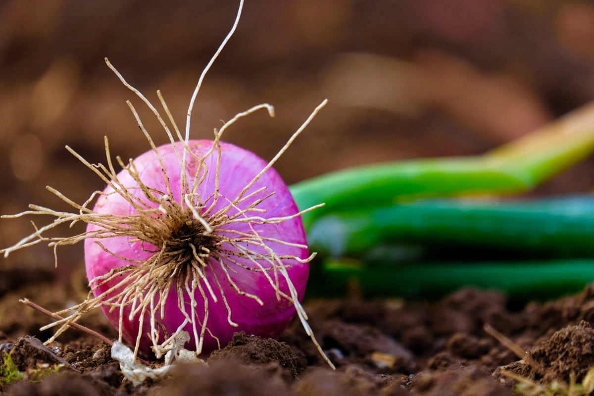Red Burgundy Onion (Allium cepa) Seeds – 250 ct