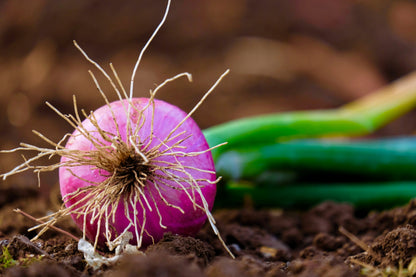 Red Burgundy Onion (Allium cepa) Seeds – 250 ct
