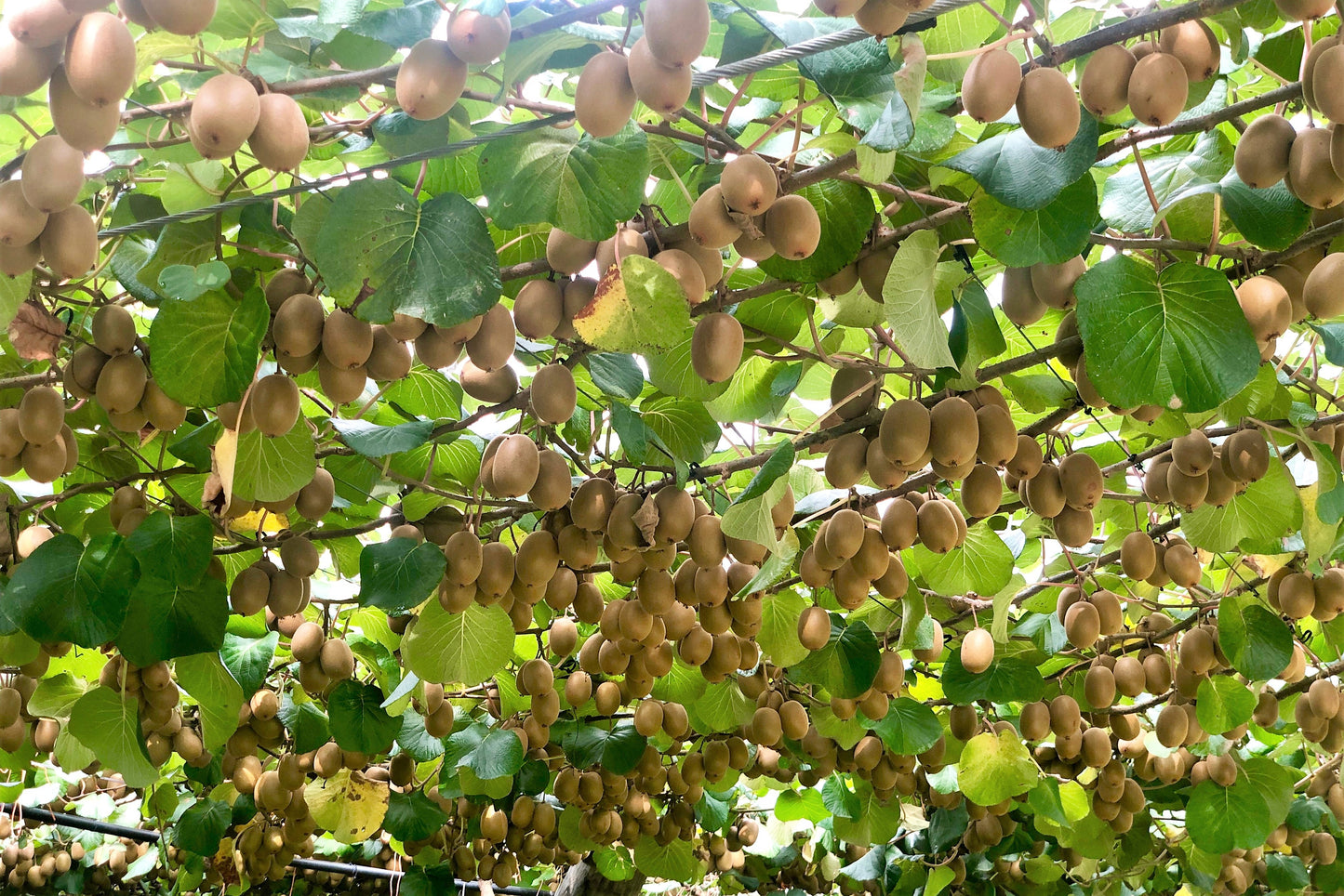 100 Kiwi Fruit (Kiwi Actinidia) Seeds