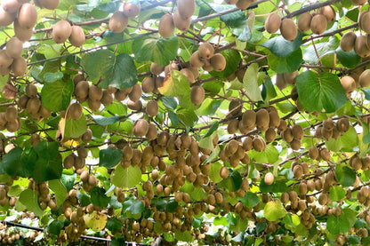 100 Kiwi Fruit (Kiwi Actinidia) Seeds