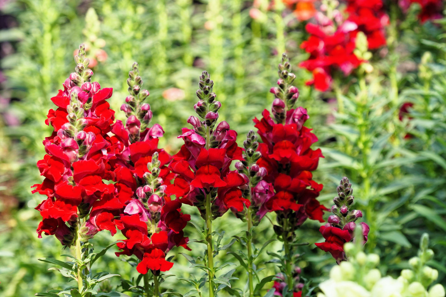 250 Ruby Red Snapdragon (Antirrhinum Majus) Seeds