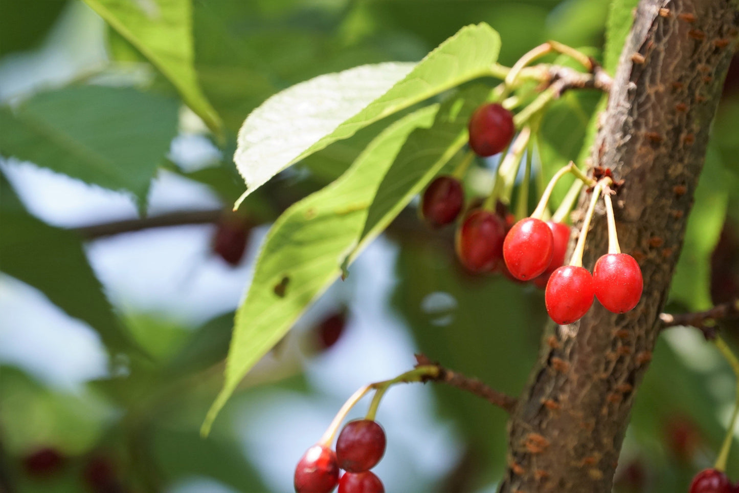 5 Himalayan Cherry (Prunus Cerasoides) Seeds