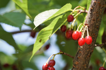 5 Himalayan Cherry (Prunus Cerasoides) Seeds