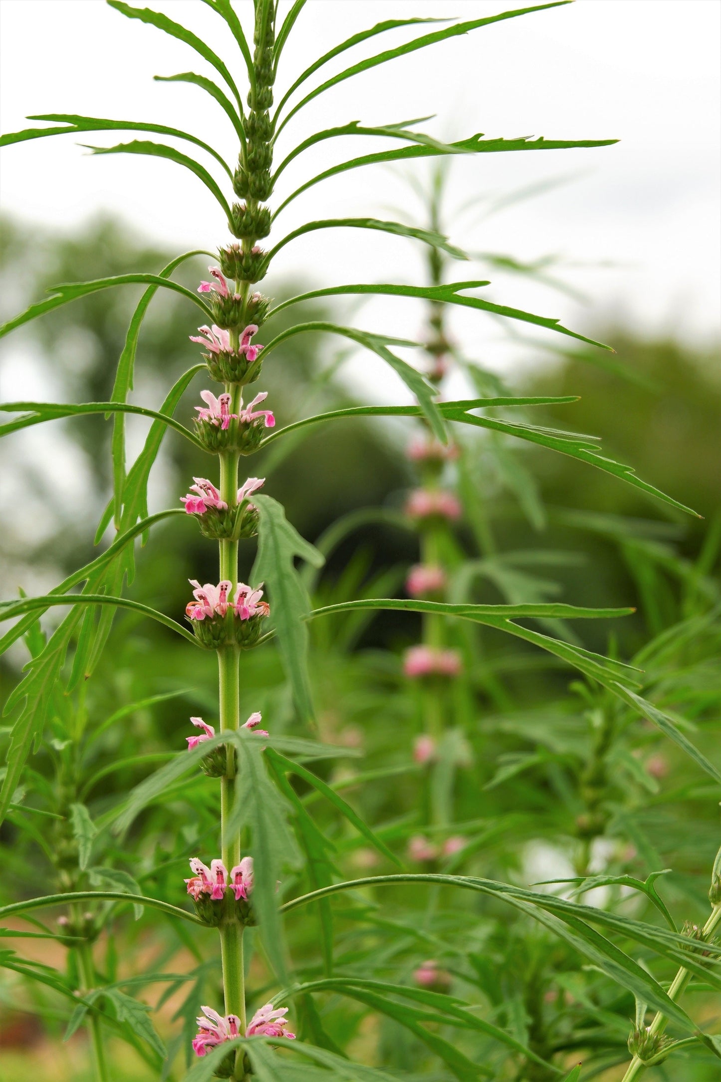 100 Chinese Motherwort (Leonurus Japonicus) Seeds