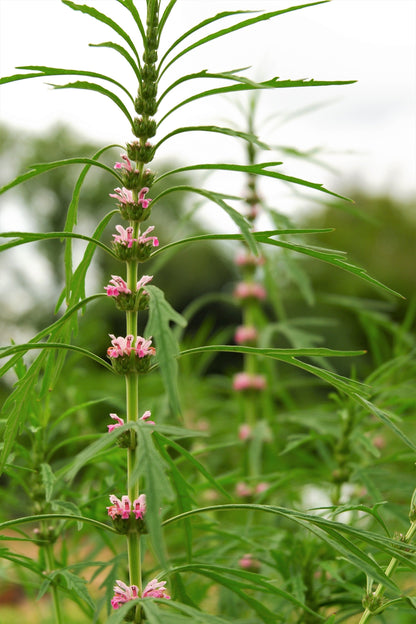 100 Chinese Motherwort (Leonurus Japonicus) Seeds
