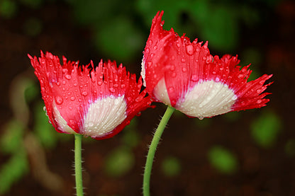 500 Danish Flag Poppy (Papaver Somniferum Danebrog) Seeds
