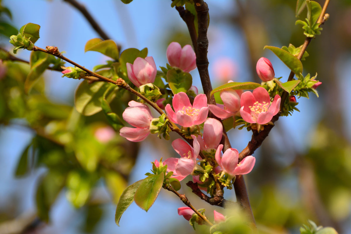Chinese Quince (Pseudocydonia sinensis) Seeds – 20 ct
