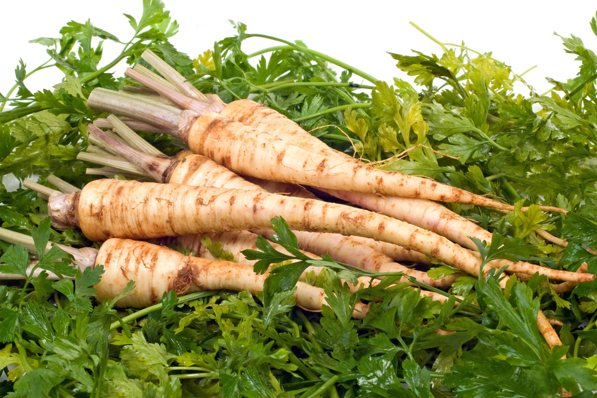 Hamburg Rooted Parsley (Petroselinum crispum var. tuberosum) Seeds – 1,000 ct