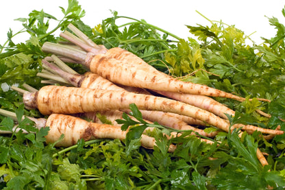 Hamburg Rooted Parsley (Petroselinum crispum var. tuberosum) Seeds – 1,000 ct