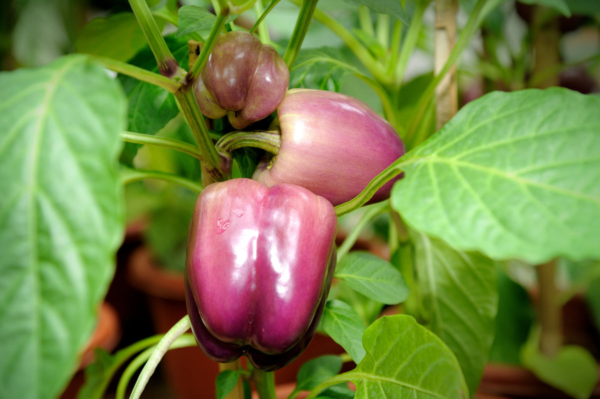 100 LILAC BELL PEPPER Capsicum Annuum Sweet Mild Purple Vegetable Seeds