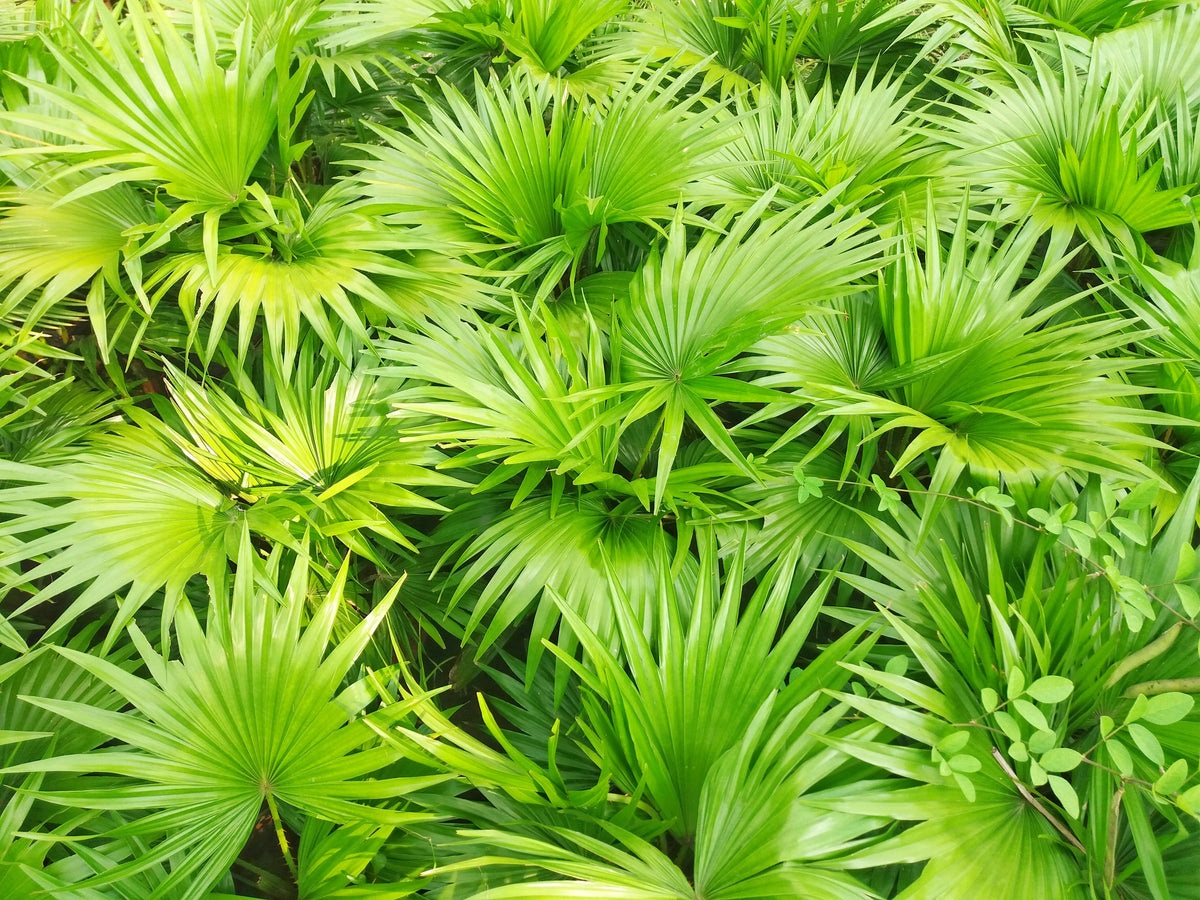 Green Saw Palmetto (Serenoa repens) Seeds – 5 ct