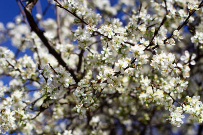 5 Common Apricot Tree (Prunus Armeniaca) fSeeds