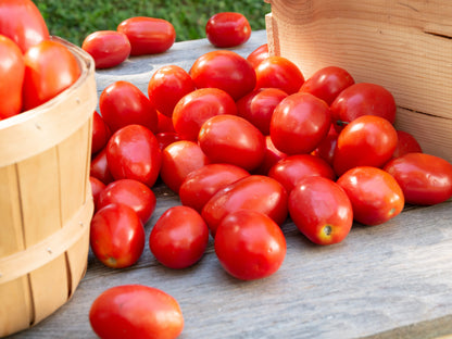 500 Roma Tomato (Lycopersicon Lycopersicum) Seeds