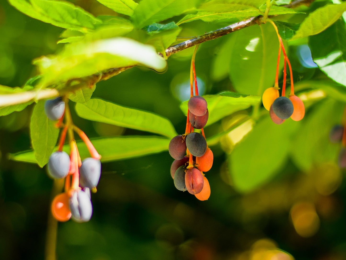 15 Indian Plum (Oemleria Cerasiformis) Seeds