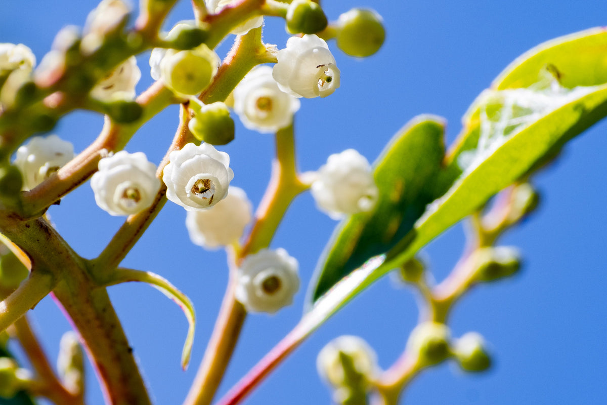 Pacific Madrone (Arbutus menziesii) Seeds – 10 ct