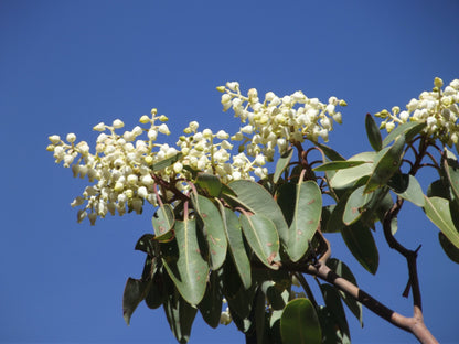 Pacific Madrone (Arbutus menziesii) Seeds – 10 ct