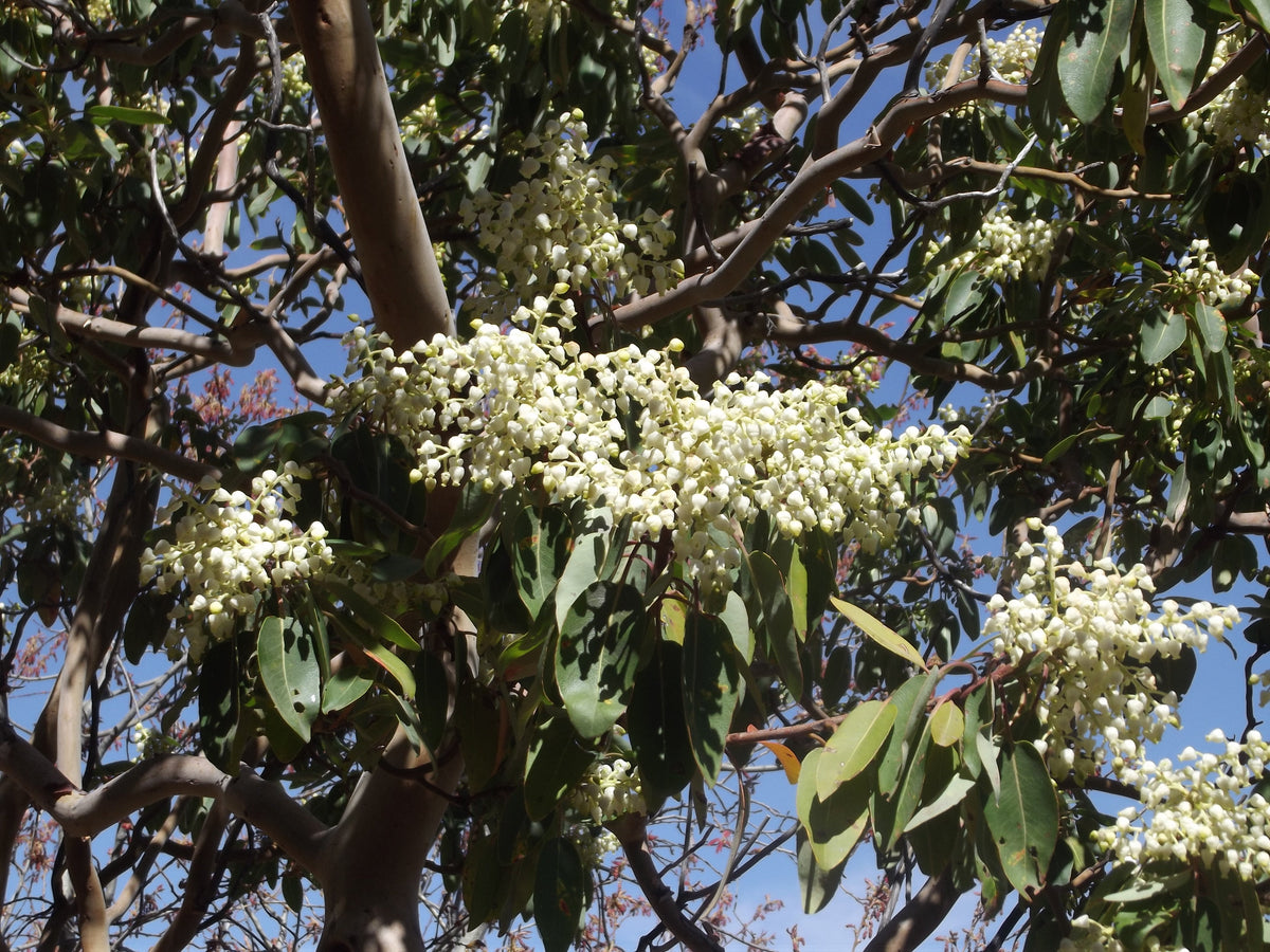 Pacific Madrone (Arbutus menziesii) Seeds – 10 ct