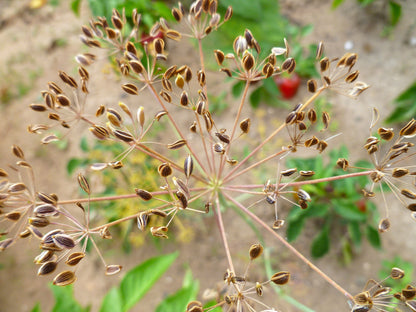 1500 Dukat Dill (Anethum Graveolens) Seeds
